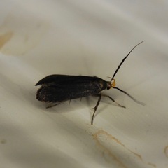 Dichomeris nonstrigella