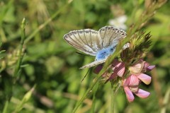 Polyommatus albicans
