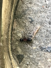 Camponotus ligniperda