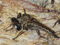 Machimus pilipes