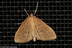 Framinghamia helvalis