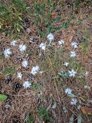 Dianthus arenarius
