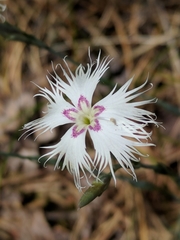 Dianthus arenarius