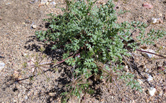 Tauschia parishii