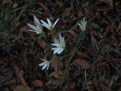 Leucocoryne alliacea