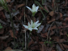 Leucocoryne alliacea