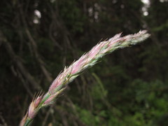 Leymus innovatus