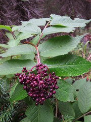 Sambucus racemosa melanocarpa
