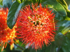 Combretum constrictum