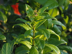 Combretum constrictum