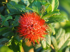 Combretum constrictum