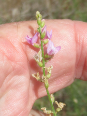 Astragalus gracilis