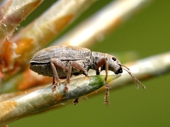 Pachyrhinus californicus