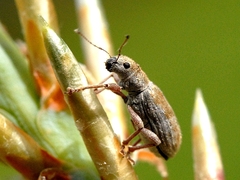 Pachyrhinus californicus