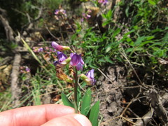 Lathyrus magellanicus