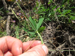 Lathyrus magellanicus