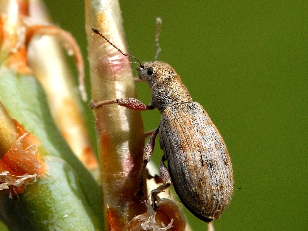 Pine Needle Weevils
