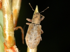 Pachyrhinus californicus