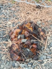 Discinaceae