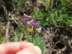 Lathyrus magellanicus