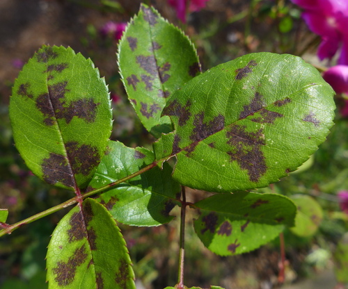 Rose Black Spot