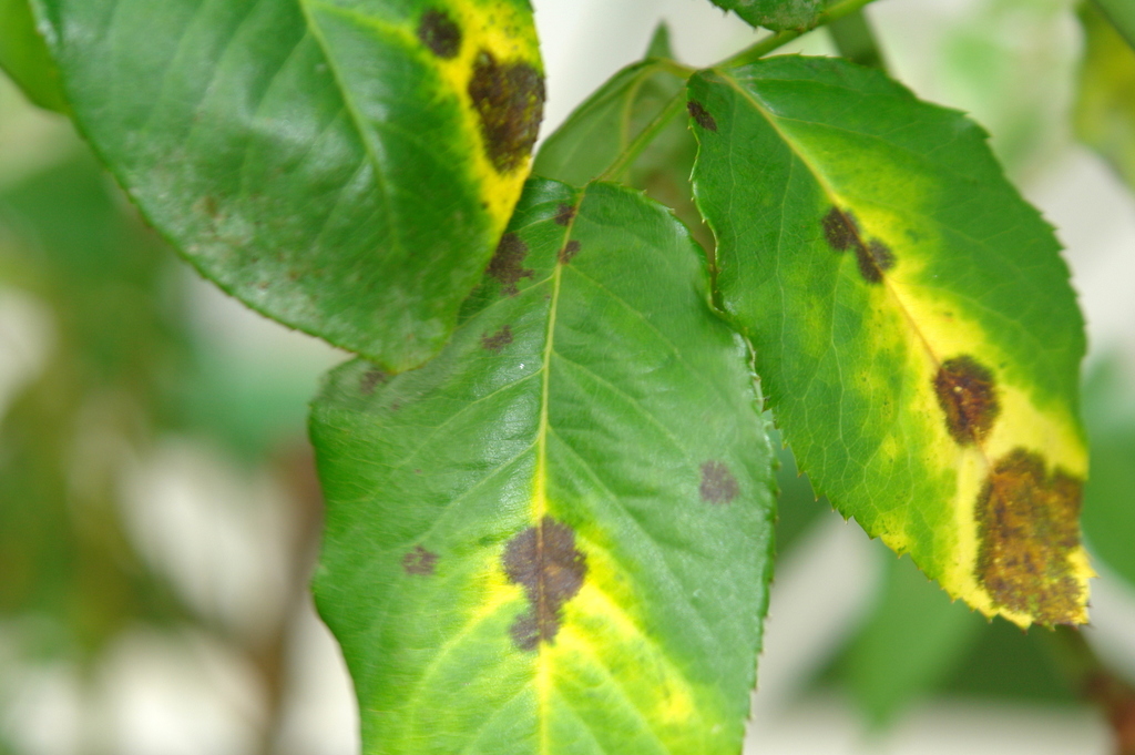Diplocarpon