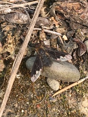 Hemipenthes morioides