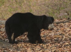 Melursus ursinus ursinus