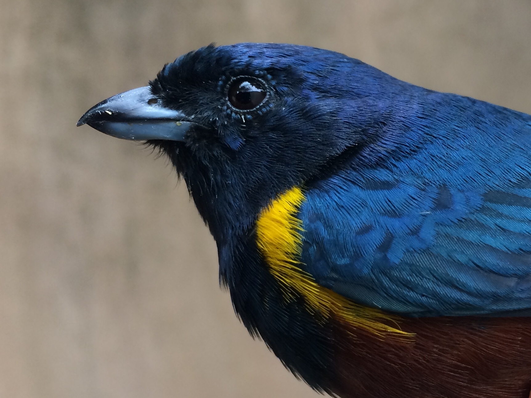 Chestnut-bellied Euphonia illustration