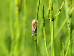 Crambus uliginosellus