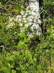Pleurospermum austriacum