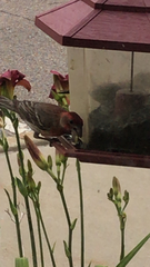 Haemorhous mexicanus