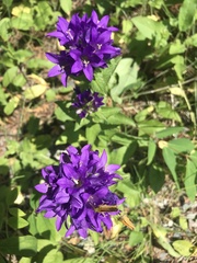 Campanula glomerata
