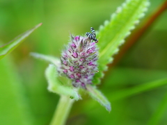 Herina frondescentiae