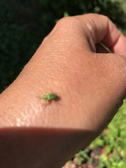 Polydrusus impressifrons