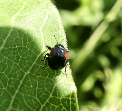 Synolabus bipustulatus