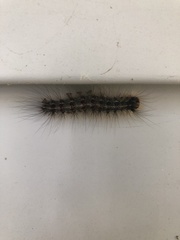 Lymantria dispar dispar