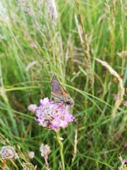 Thymelicus sylvestris