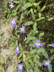 Pinguicula hirtiflora