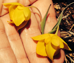 Calochortus amabilis
