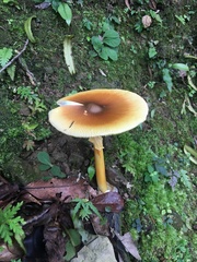 Amanita similis