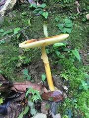 Amanita similis