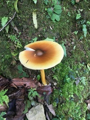 Amanita similis