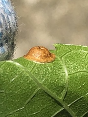 Metaphycus luteolus