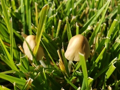Fungi