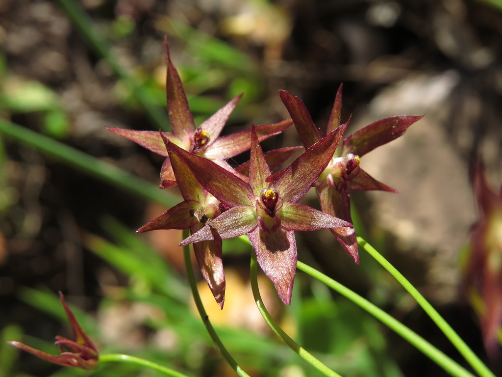 Gilliesia isopetala