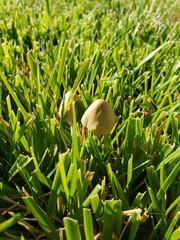 Fungi