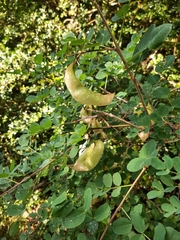 Colutea