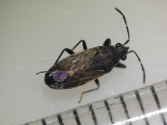 Peritrechus geniculatus