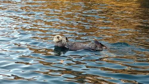 Sea otter